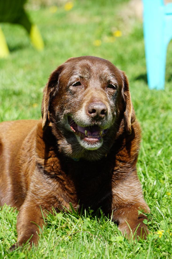 Morgan Acres Kennels Home